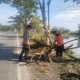 Polisi Bersama Warga Sigap Evakuasi Pohon Tumbang di Jalan Poros Lamongan – Gresik