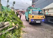 Polres Lamongan Bergerak Cepat Evakuasi Pohon Tumbang Akibat Tertabrak Truk Tangki di Babat