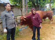 Rayakan Idul Adha 1447 H Wabup Sidoarjo Kurban 7 Ekor Sapi