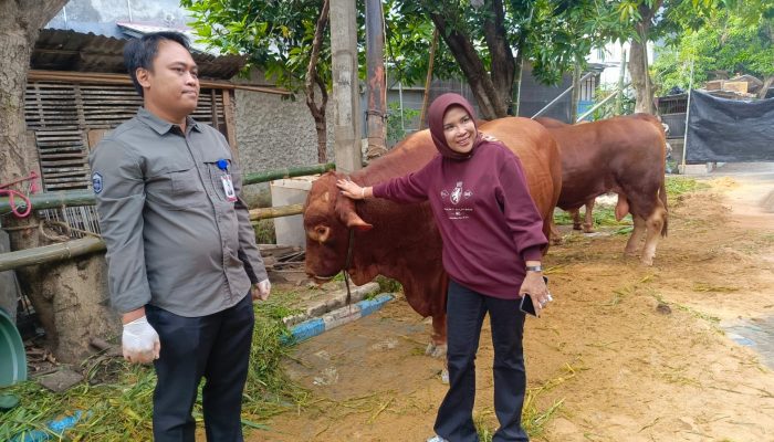 Rayakan Idul Adha 1447 H Wabup Sidoarjo Kurban 7 Ekor Sapi