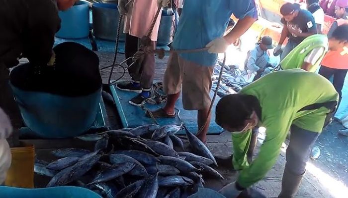 Potensi Kebocoran Retribusi dan Kerugian PAD, Mbah Semar Soroti Aktivitas Bongkar Muat Ikan di Pelabuhan Tanjung Wangi, Minta Legalitas dan Pengawasan Diperjelas