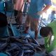 Potensi Kebocoran Retribusi dan Kerugian PAD, Mbah Semar Soroti Aktivitas Bongkar Muat Ikan di Pelabuhan Tanjung Wangi, Minta Legalitas dan Pengawasan Diperjelas