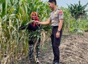 Polsek Babat Laksanakan Pengecekan Rutin Lahan Jagung Warga Desa Plaosan guna Dukung Swasembada Pangan Nasional