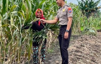 Polsek Babat Laksanakan Pengecekan Rutin Lahan Jagung Warga Desa Plaosan guna Dukung Swasembada Pangan Nasional
