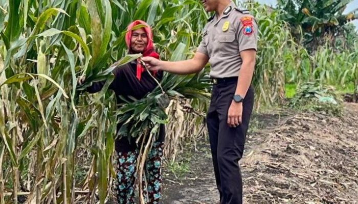 Polsek Babat Laksanakan Pengecekan Rutin Lahan Jagung Warga Desa Plaosan guna Dukung Swasembada Pangan Nasional
