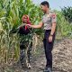 Polsek Babat Laksanakan Pengecekan Rutin Lahan Jagung Warga Desa Plaosan guna Dukung Swasembada Pangan Nasional